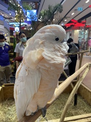Cacatua moluccensis