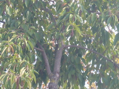 Koelreuteria elegans