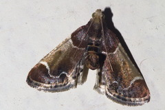 Pyralis farinalis