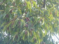 Koelreuteria elegans