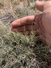 Muhlenbergia richardsonis
