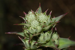 Eryngium horridum