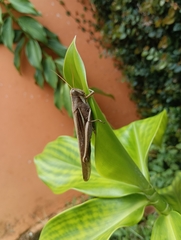 Schistocerca flavofasciata