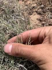 Muhlenbergia richardsonis