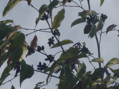 Koelreuteria elegans