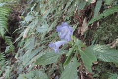Strobilanthes formosana