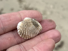 Anadara brasiliana