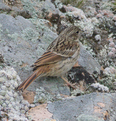 Emberiza cioides