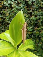 Schistocerca flavofasciata