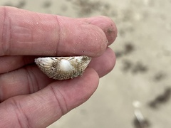 Anadara brasiliana