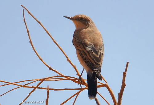 Desert Wheatear