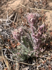 Castilleja pilosa