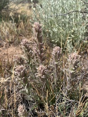 Castilleja pilosa
