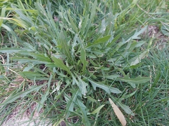 Diplotaxis tenuifolia