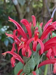 Pachystachys coccinea