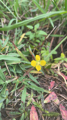 Ludwigia alternifolia