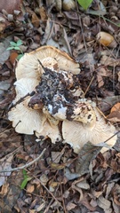 Tricholoma ustale