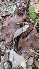 Tricholoma ustale