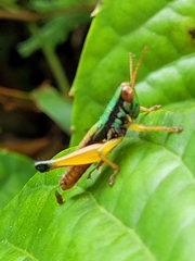 Caryanda spuria