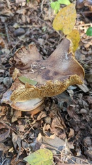 Tricholoma ustale