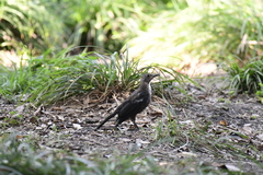 Turdus mandarinus