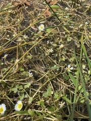 Ranunculus aquatilis