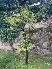 Camellia japonica