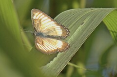 Mestra hersilia