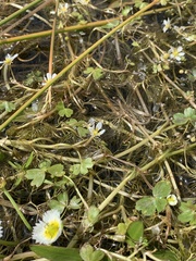 Ranunculus aquatilis