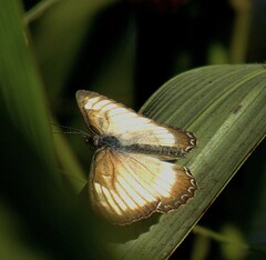 Mestra hersilia