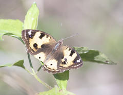 Junonia hierta