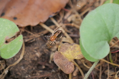 Alpaida gallardoi