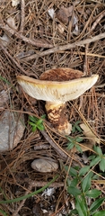 Tricholoma caligatum