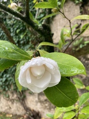 Camellia japonica
