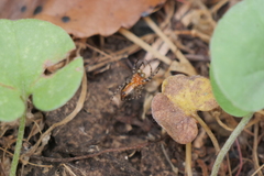 Alpaida gallardoi