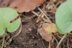 Alpaida gallardoi