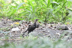 Turdus mandarinus