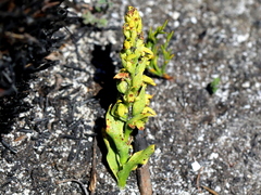 Disa cylindrica