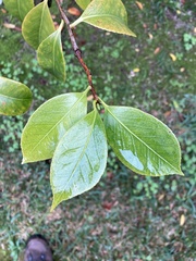 Camellia japonica