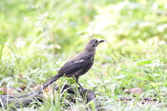 Turdus mandarinus