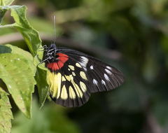 Delias pasithoe