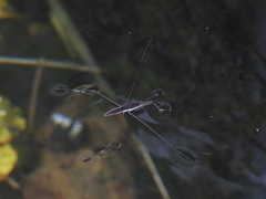 Aquarius elongatus