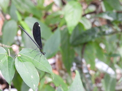 Matrona cyanoptera