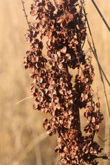 Rumex pseudonatronatus