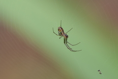 Leucauge volupis