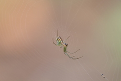 Leucauge volupis