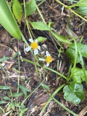 Bidens alba