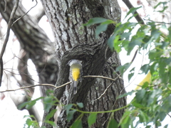 Pericrocotus solaris