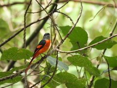 Pericrocotus solaris