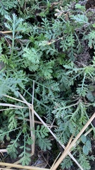 Glebionis coronaria